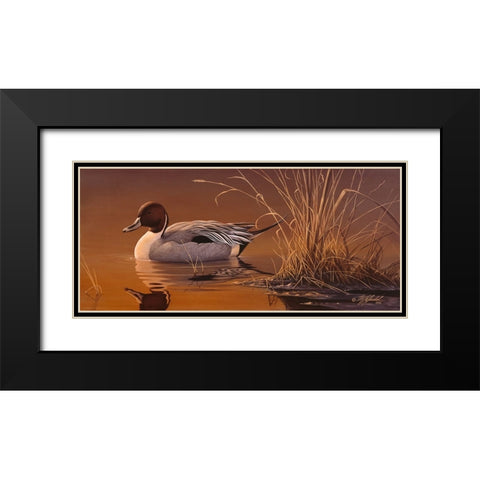 Amber Light - Pintail Black Modern Wood Framed Art Print with Double Matting by Goebel, Wilhelm