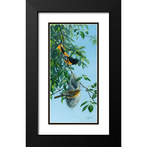 Nesting Orioles Black Modern Wood Framed Art Print with Double Matting by Goebel, Wilhelm