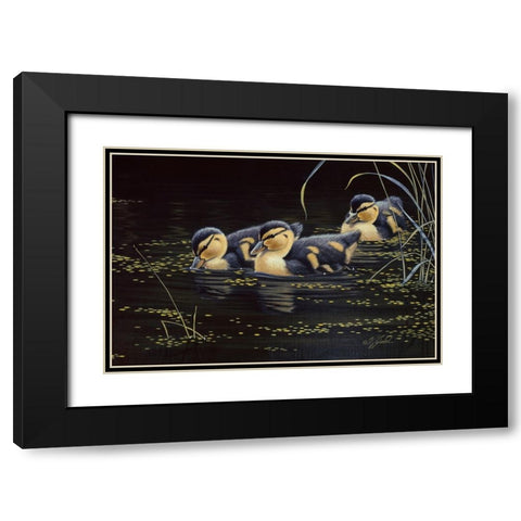 Mallard Ducklings Black Modern Wood Framed Art Print with Double Matting by Goebel, Wilhelm
