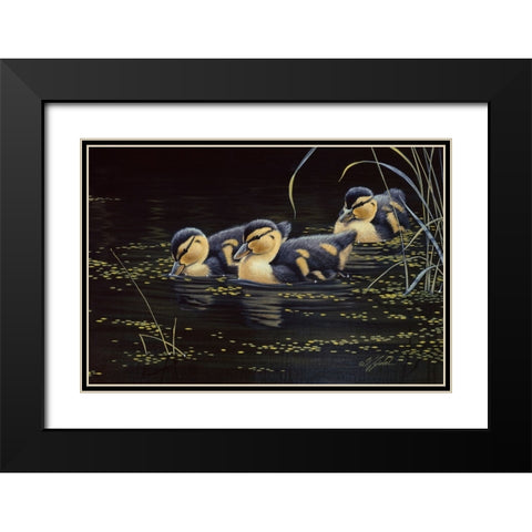 Mallard Ducklings Black Modern Wood Framed Art Print with Double Matting by Goebel, Wilhelm