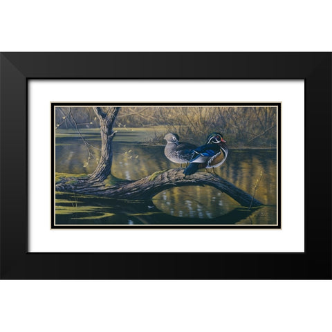 Spring Pair - Wood Ducks Black Modern Wood Framed Art Print with Double Matting by Goebel, Wilhelm