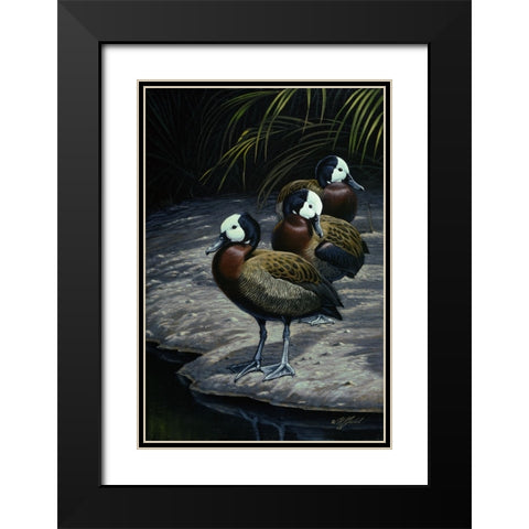 White Faced Whistleing Ducks Black Modern Wood Framed Art Print with Double Matting by Goebel, Wilhelm