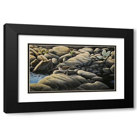 Along The Creek - Spotted Sandpiper Black Modern Wood Framed Art Print with Double Matting by Goebel, Wilhelm
