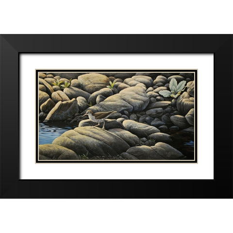 Along The Creek - Spotted Sandpiper Black Modern Wood Framed Art Print with Double Matting by Goebel, Wilhelm