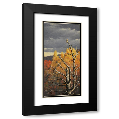 Red-Tailed Hawk In An Old Pine Black Modern Wood Framed Art Print with Double Matting by Goebel, Wilhelm