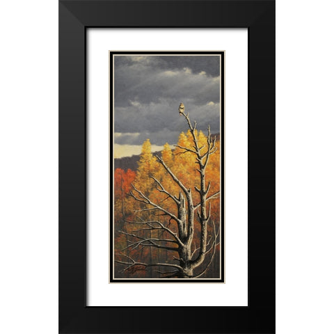 Red-Tailed Hawk In An Old Pine Black Modern Wood Framed Art Print with Double Matting by Goebel, Wilhelm