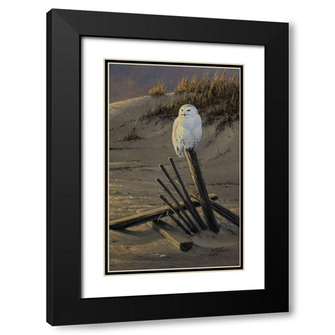 Dune Watcher - Snowy Owl Black Modern Wood Framed Art Print with Double Matting by Goebel, Wilhelm