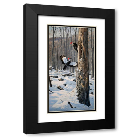 Swooping In - Pileated Woodpeckers Black Modern Wood Framed Art Print with Double Matting by Goebel, Wilhelm