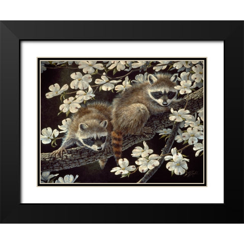 Dogwood Hideout - Young Raccoons Black Modern Wood Framed Art Print with Double Matting by Goebel, Wilhelm