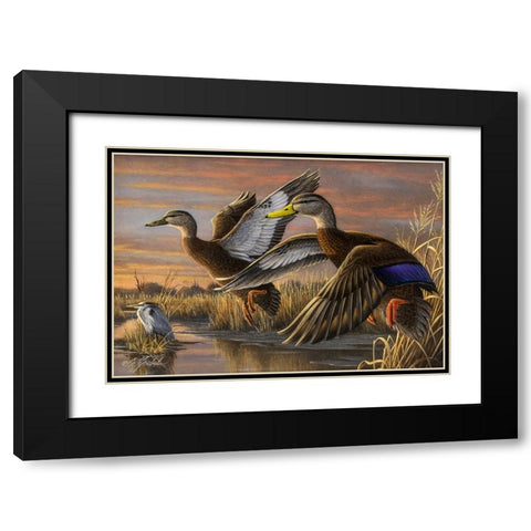 Black Ducks Black Modern Wood Framed Art Print with Double Matting by Goebel, Wilhelm
