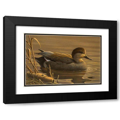 Gadwall Black Modern Wood Framed Art Print with Double Matting by Goebel, Wilhelm