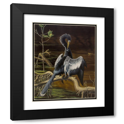 Preening Anhinga Black Modern Wood Framed Art Print with Double Matting by Goebel, Wilhelm
