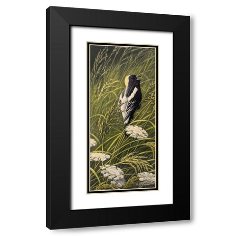 Summer Song - Bobolink Black Modern Wood Framed Art Print with Double Matting by Goebel, Wilhelm