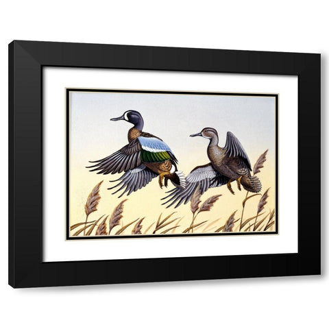 1981 Blue-Winged Teal Black Modern Wood Framed Art Print with Double Matting by Goebel, Wilhelm