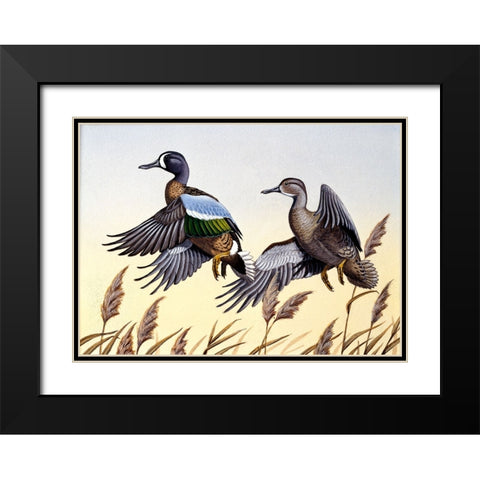 1981 Blue-Winged Teal Black Modern Wood Framed Art Print with Double Matting by Goebel, Wilhelm