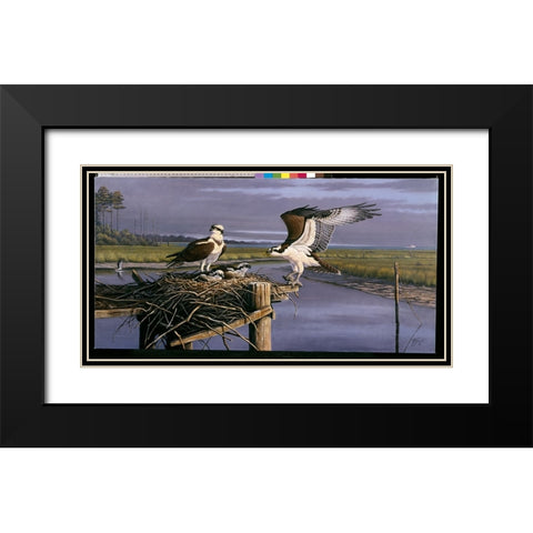 Chesapeake Treasurers - Osprey Black Modern Wood Framed Art Print with Double Matting by Goebel, Wilhelm