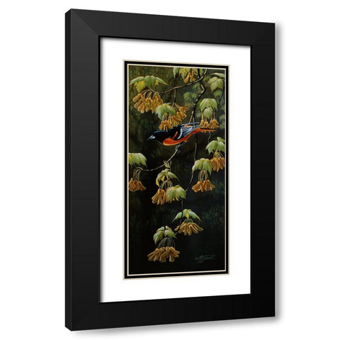Forest Flame - Baltimore Oriole Black Modern Wood Framed Art Print with Double Matting by Goebel, Wilhelm