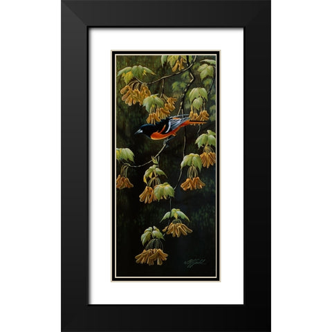 Forest Flame - Baltimore Oriole Black Modern Wood Framed Art Print with Double Matting by Goebel, Wilhelm
