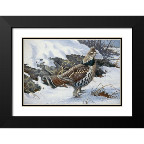 Ruffed Grouse Black Modern Wood Framed Art Print with Double Matting by Goebel, Wilhelm