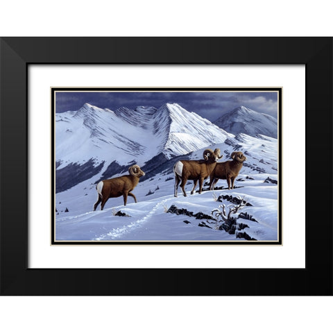 High Country Rams Black Modern Wood Framed Art Print with Double Matting by Goebel, Wilhelm