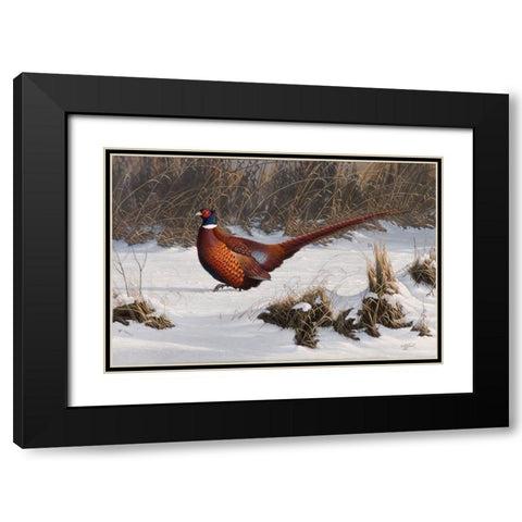 Winter Walk Pheasant Black Modern Wood Framed Art Print with Double Matting by Goebel, Wilhelm