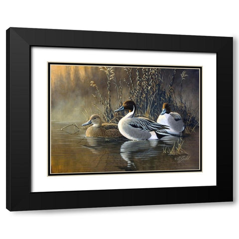 Pintail Trios Black Modern Wood Framed Art Print with Double Matting by Goebel, Wilhelm
