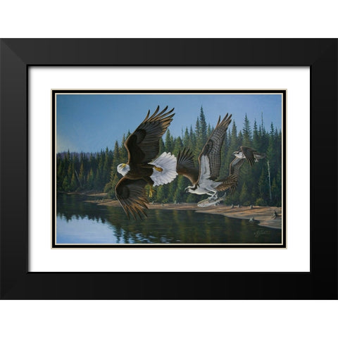 Eagle Osprey Black Modern Wood Framed Art Print with Double Matting by Goebel, Wilhelm