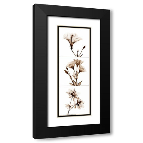 Sepia Floral Tryp Tych I Black Modern Wood Framed Art Print with Double Matting by Koetsier, Albert