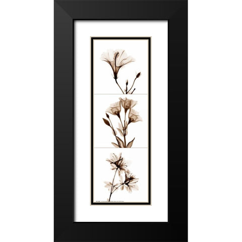 Sepia Floral Tryp Tych I Black Modern Wood Framed Art Print with Double Matting by Koetsier, Albert