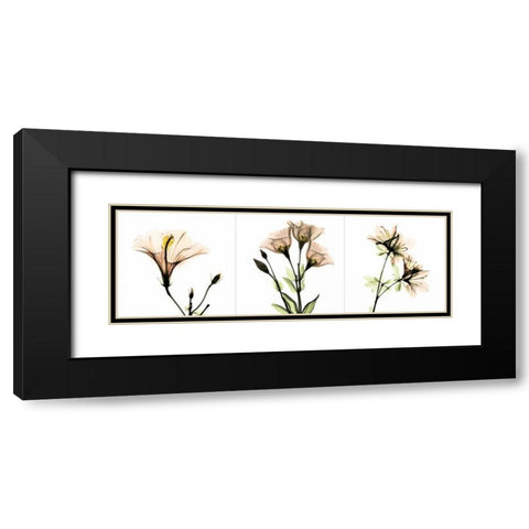 Pink Floral Tryp Tych I Black Modern Wood Framed Art Print with Double Matting by Koetsier, Albert