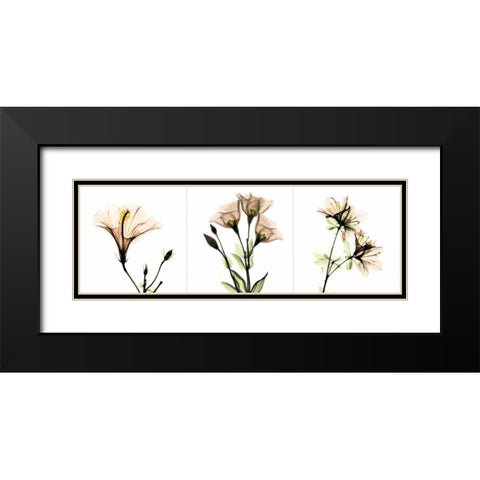 Pink Floral Tryp Tych I Black Modern Wood Framed Art Print with Double Matting by Koetsier, Albert