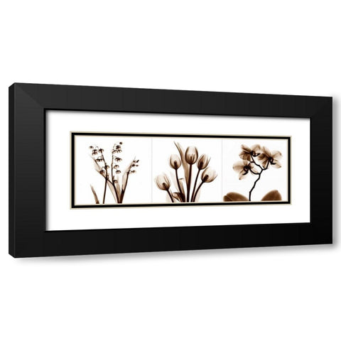 Sepia Floral Tryp Tych II Black Modern Wood Framed Art Print with Double Matting by Koetsier, Albert