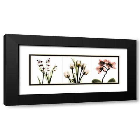 Pink Floral Tryp Tych II Black Modern Wood Framed Art Print with Double Matting by Koetsier, Albert