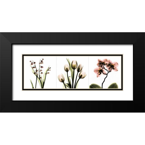 Pink Floral Tryp Tych II Black Modern Wood Framed Art Print with Double Matting by Koetsier, Albert