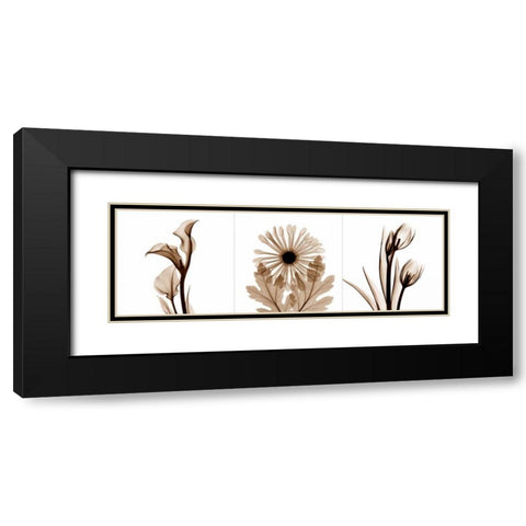 Sepia Floral Tryp Tych III Black Modern Wood Framed Art Print with Double Matting by Koetsier, Albert