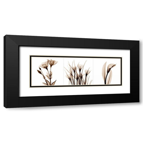 Sepia Floral Tryp Tych IV Black Modern Wood Framed Art Print with Double Matting by Koetsier, Albert