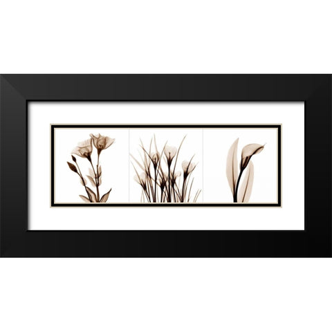 Sepia Floral Tryp Tych IV Black Modern Wood Framed Art Print with Double Matting by Koetsier, Albert