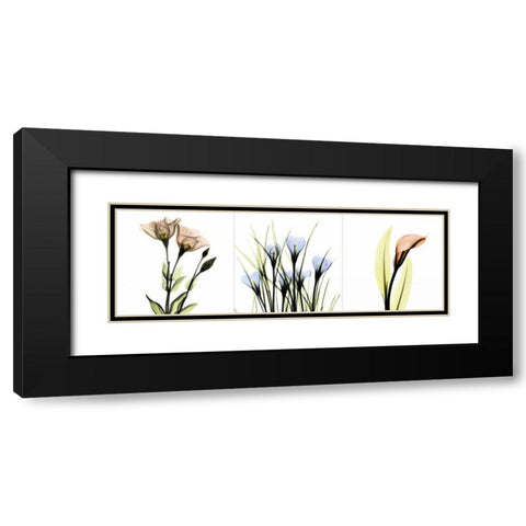 Multi-color Floral Tryp Tych I Black Modern Wood Framed Art Print with Double Matting by Koetsier, Albert