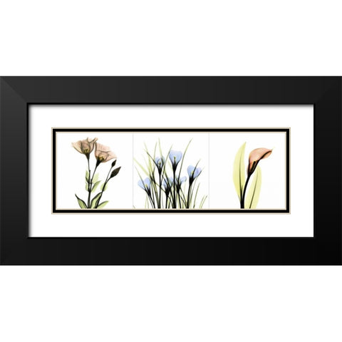 Multi-color Floral Tryp Tych I Black Modern Wood Framed Art Print with Double Matting by Koetsier, Albert