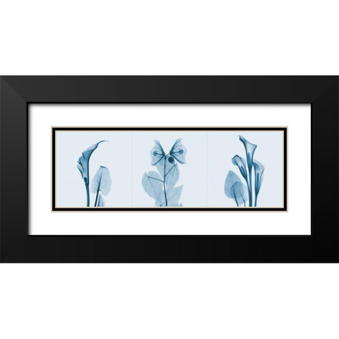 Lilies Triple in Blue Black Modern Wood Framed Art Print with Double Matting by Koetsier, Albert