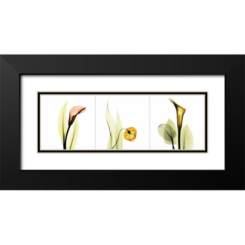 Sandersonia Triple Black Modern Wood Framed Art Print with Double Matting by Koetsier, Albert