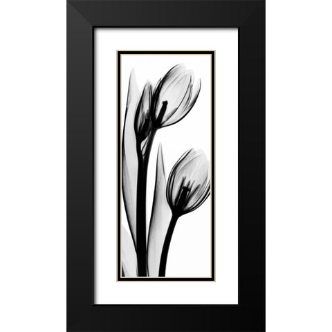 Tulip in BandW2 Black Modern Wood Framed Art Print with Double Matting by Koetsier, Albert
