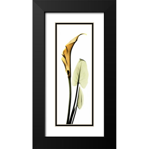 Calla Lily in Gold 2 Black Modern Wood Framed Art Print with Double Matting by Koetsier, Albert