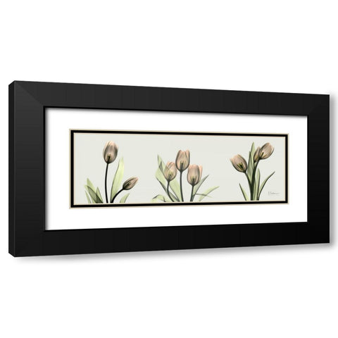 Spring  Tulip Triple Black Modern Wood Framed Art Print with Double Matting by Koetsier, Albert