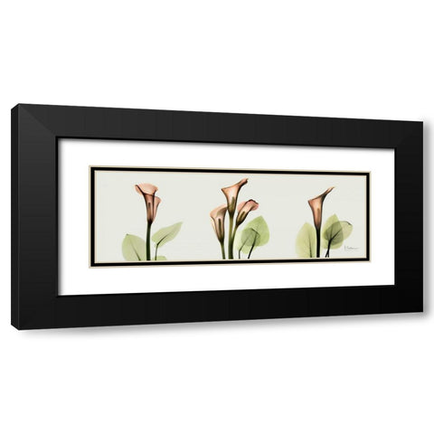 Spring Calla Lily Triple Black Modern Wood Framed Art Print with Double Matting by Koetsier, Albert