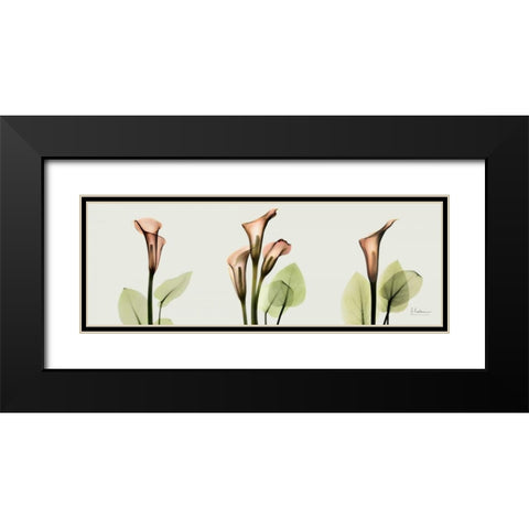 Spring Calla Lily Triple Black Modern Wood Framed Art Print with Double Matting by Koetsier, Albert