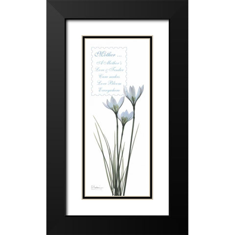 White Rain Lily - Mother Black Modern Wood Framed Art Print with Double Matting by Koetsier, Albert