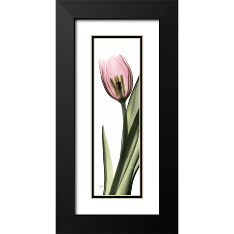 Tulip in Color 2 Black Modern Wood Framed Art Print with Double Matting by Koetsier, Albert