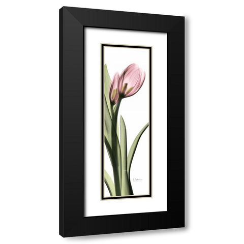 Tulip in Color 1 Black Modern Wood Framed Art Print with Double Matting by Koetsier, Albert