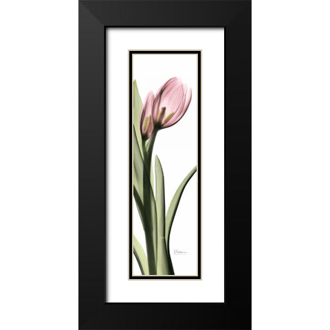 Tulip in Color 1 Black Modern Wood Framed Art Print with Double Matting by Koetsier, Albert